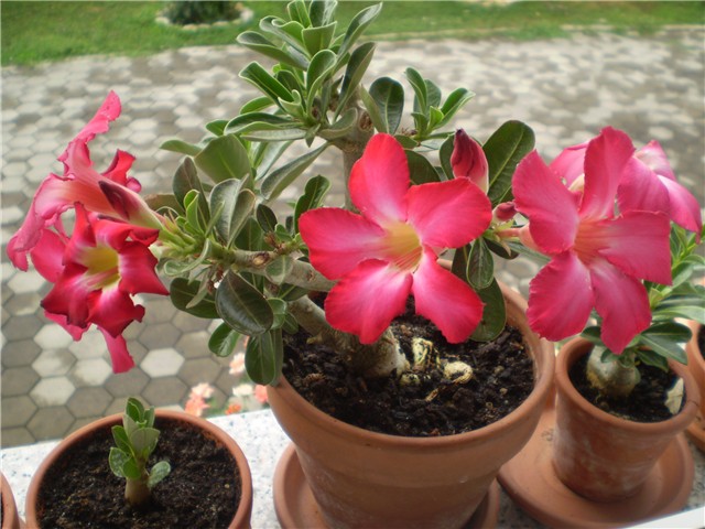 adenium